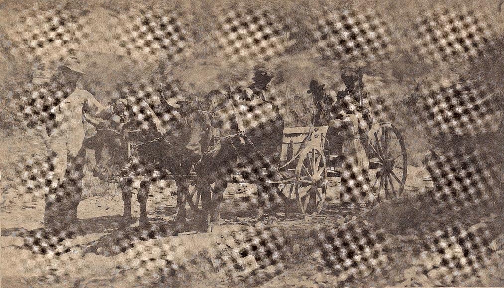 Howard Gap Oxen and Wagon